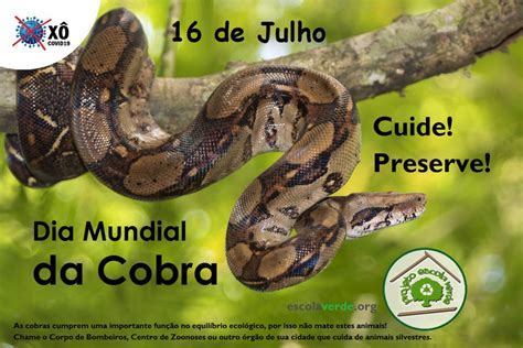 Dia Mundial das Cobras: conheça 4 fatos sobre as jiboias.